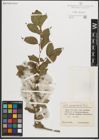 Foto von Salix pseudopentandra Flod.